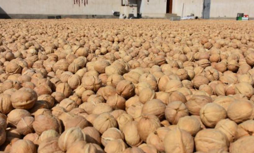 核桃產業(yè)未來方向：協(xié)同聯(lián)產工藝 實現(xiàn)全產業(yè)鏈覆蓋